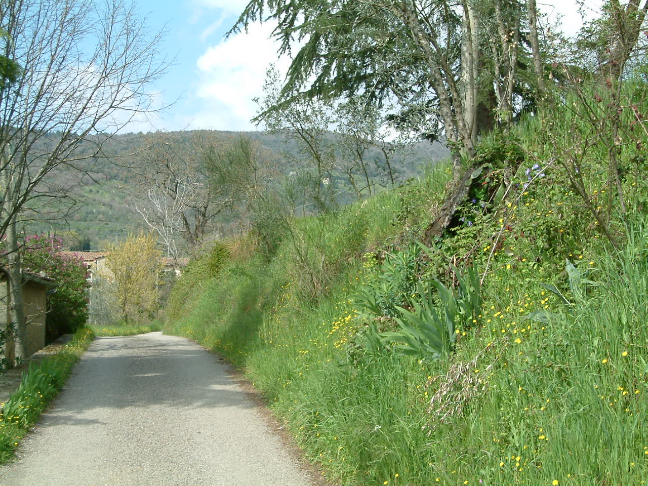 Local country lane